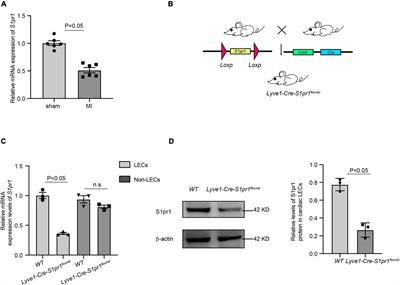 Lymphatic endothelial sphingosine 1-phosphate receptor 1 enhances macrophage clearance via <mark class="highlighted">lymphatic system</mark> following myocardial infarction